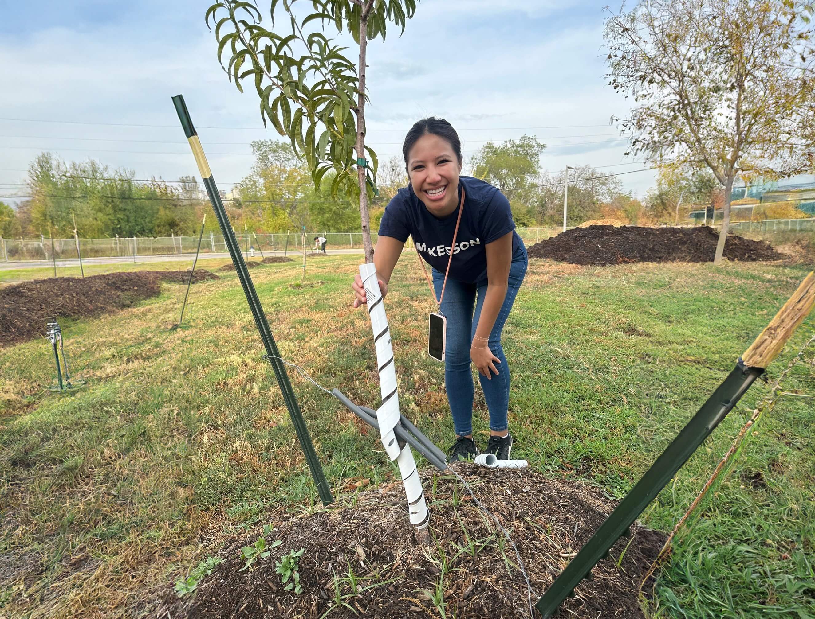 Person tending to a young tree in a grassy field, with the tree trunk wrapped in protective material and supported by stakes.