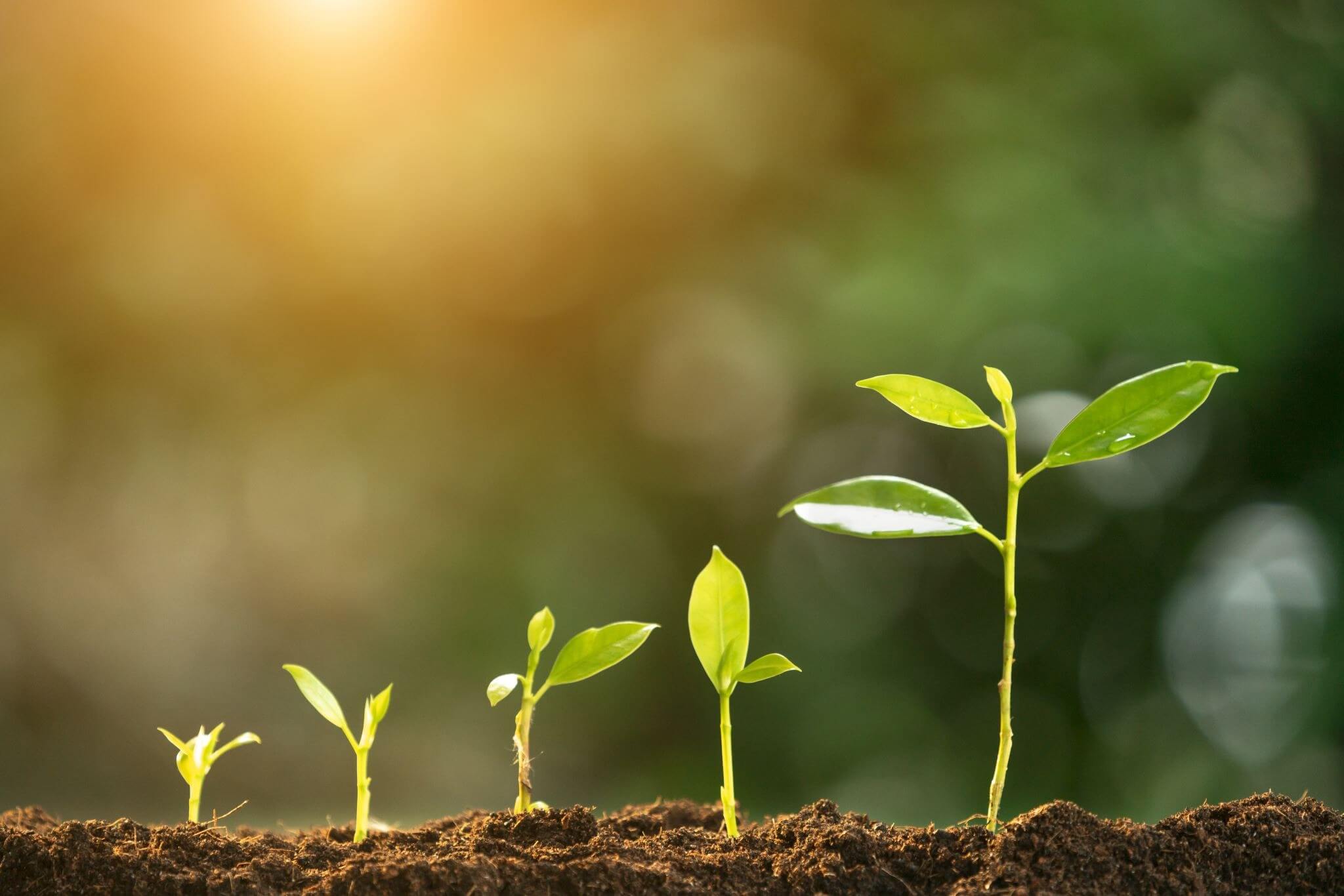 Five small green plants at different growth stages in soil with sunlight in the background.