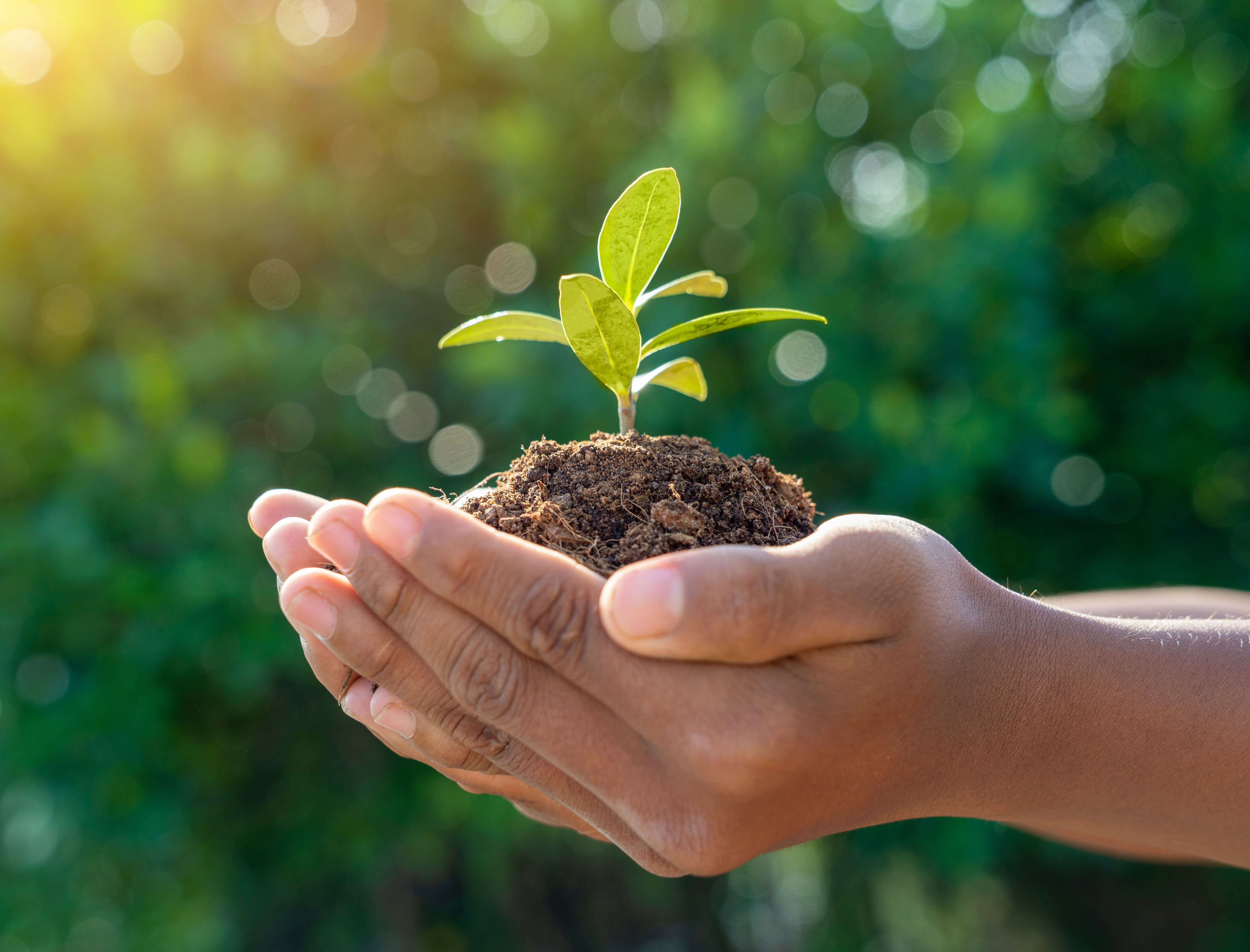 Hands holding a small plant with soil, against a blurred green background with sunlight.